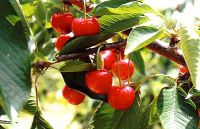 Cerises