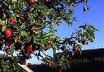 Pommier